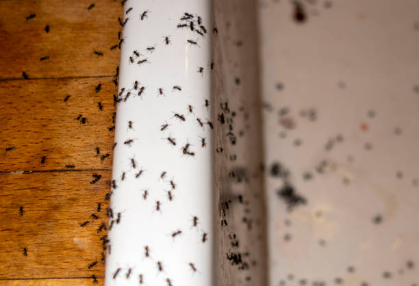 Trusted Darlington, SC Pest Control Experts